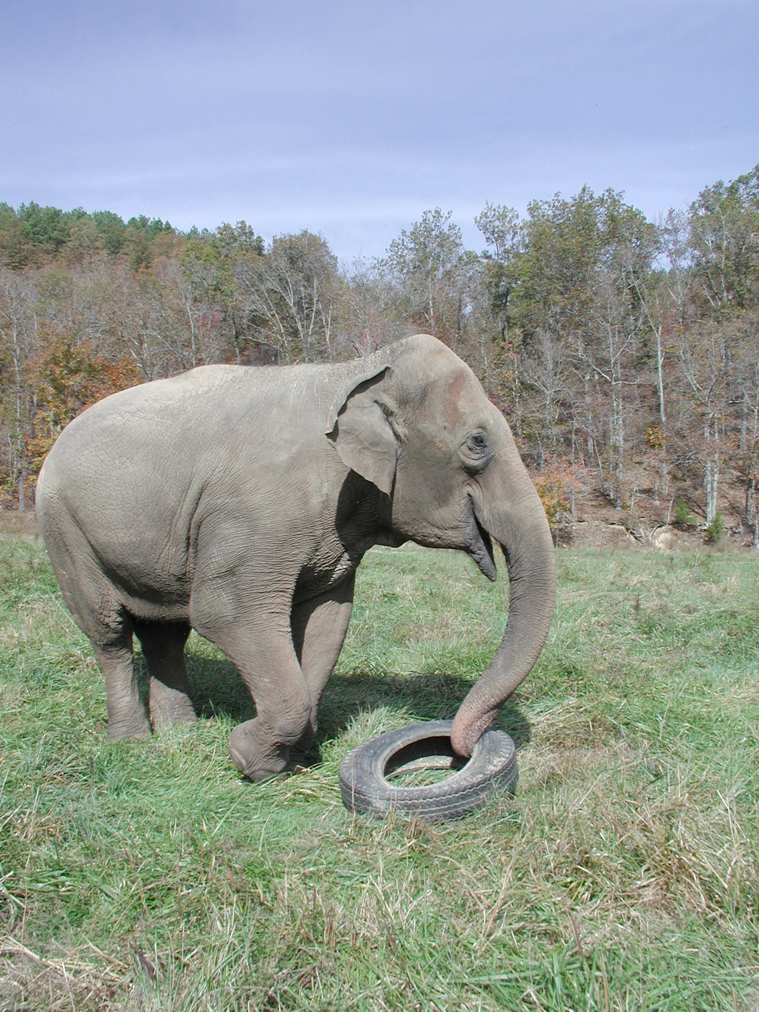 History The Elephant Sanctuary in Tennessee